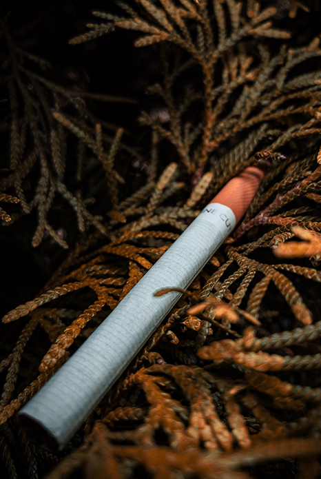 team-bryan-the-roots-of-creativity-LVsgUkGbJvg-unsplash